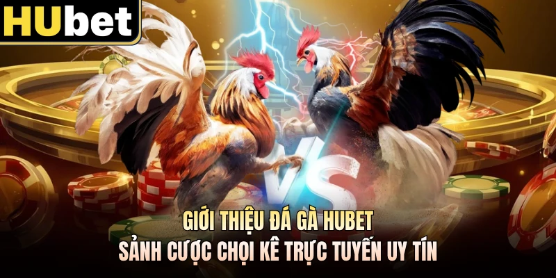 Giới thiệu đá gà HUBET sảnh cược chọi kê trực tuyến uy tín