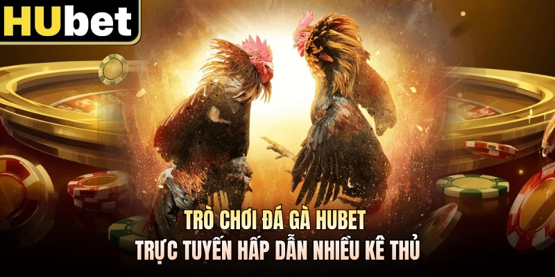 Trò chơi đá gà HUBET trực tuyến hấp dẫn nhiều kê thủ